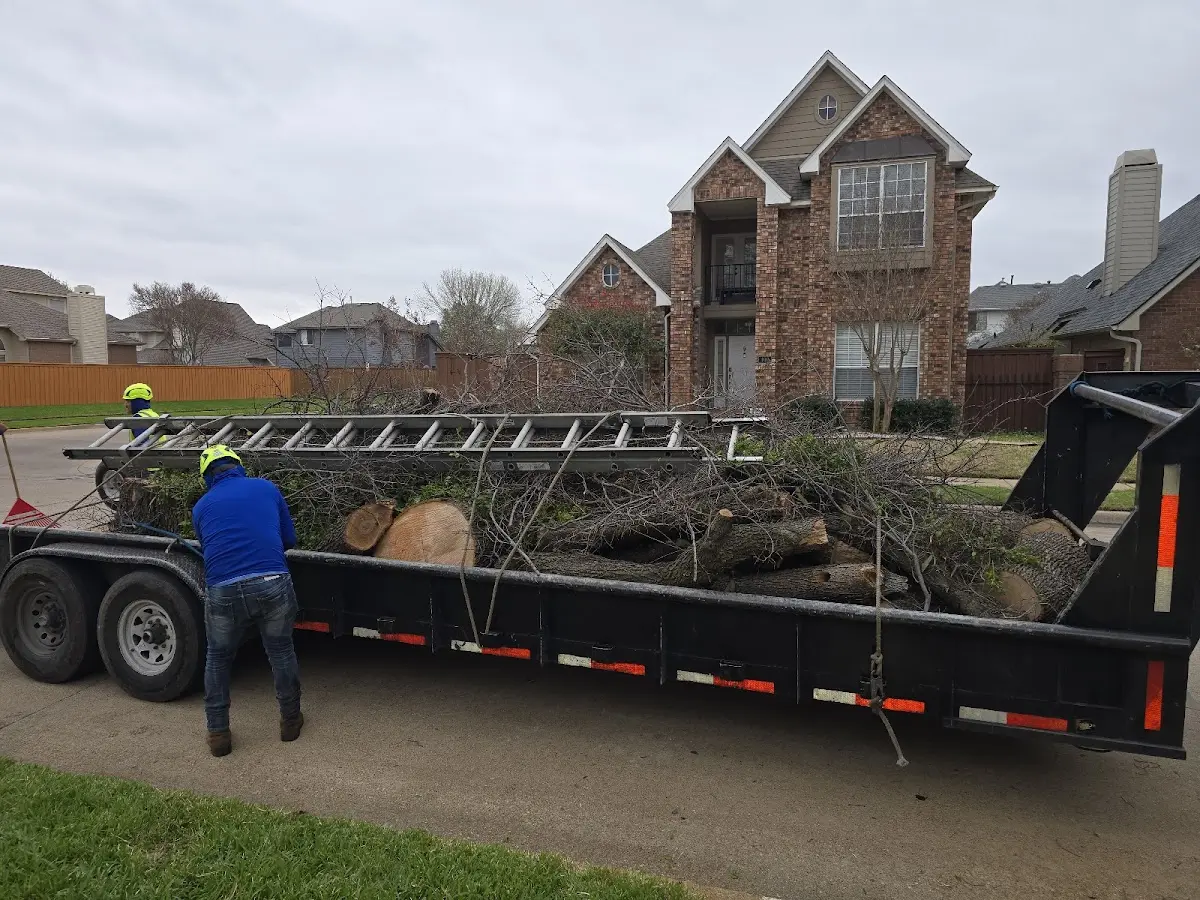 Expert Tree Removal with proper safety equipment in Clarence